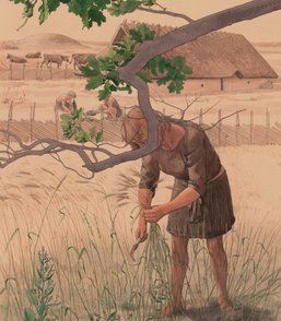 Høst med bronzesegl – Ernte mit Bronze-Siegel – Harvest with sickle