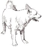 Hund, stenalder – Hund, Steinzeit – Dog, Stone Age