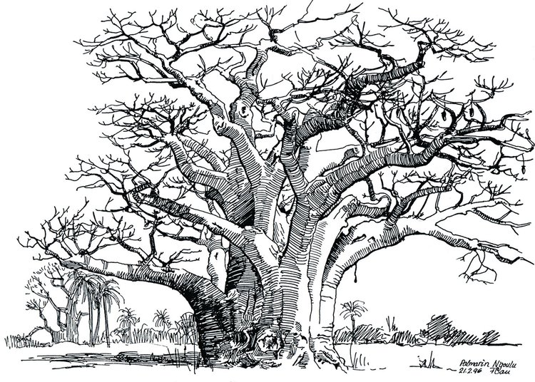 Baobabtræ, Senegal, Palmarin 1996