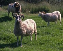 Gotlandsk udegangsfår, den gedehornede race – Scharfe, vorgeschichtliche Typ – Sheep, prehistoric Type