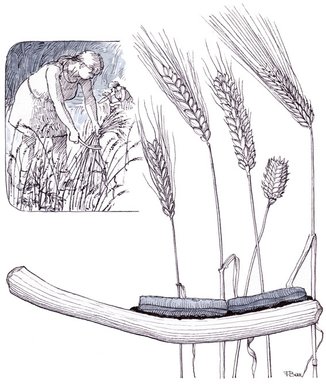 Høst med flintsegl, Dolktid – Ernte mit Feuerstein-Siegel – Harvest with flintsickle