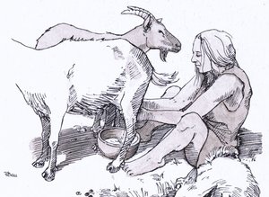 Malkning af ged – Melken von Ziege – Milking of goat