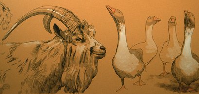 Ged og gæs – Ziege und Gänse – Goat and geese