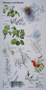 Planter og træer, Palæolitikum – Pflanzen und Bäume, Paläolithikum – Plant and trees, Palaeolithic-period