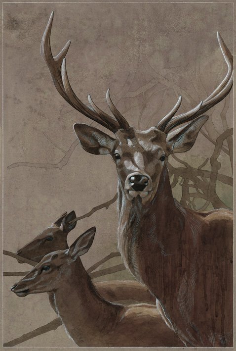 Kronhjort – Rothirsch – Red deer