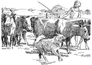 Kvægbønder, Enkeltgravskultur – Viehbauern – Cattlefarmers